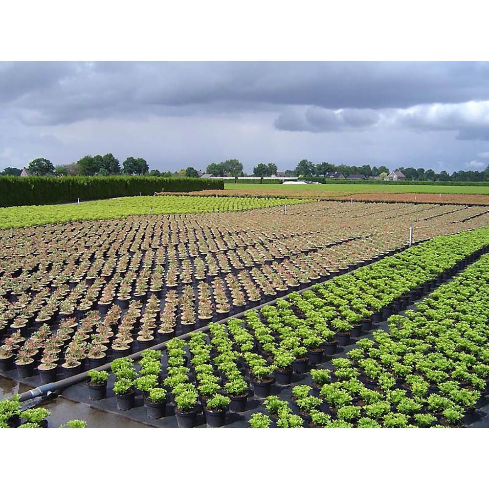 MALLA ANTIHIERBA 100 g/m² NEGRA 2 x 25 m gallery 0