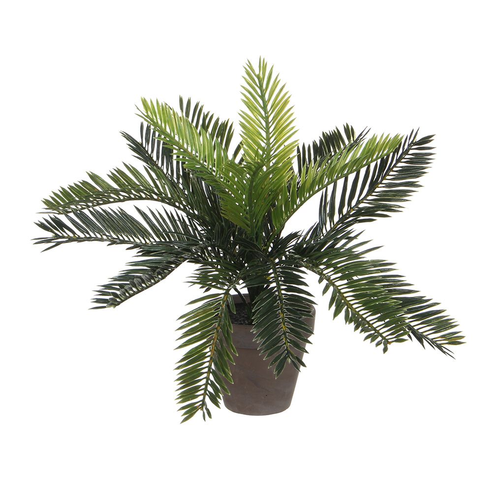 MACETA DE PALMERA SAGO CYCA REVOLUTA, 40 x 40 x 33 cm