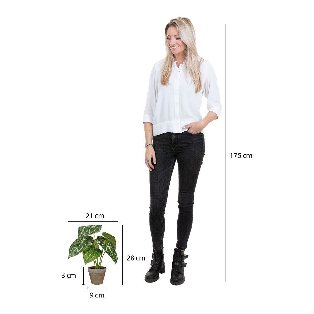 MACETA CALADIUM OREJA DE ELEFANTE VERDE, Ø21 x 28 cm gallery 3